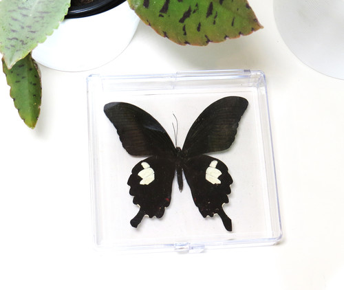 acrylic box Papilio sataspes 