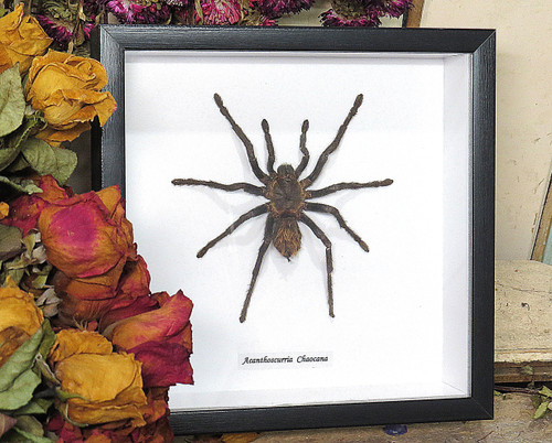  Acanthoscurria chacoana spider