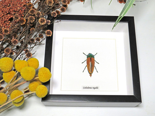 Calodema regalis - Bits and Bugs