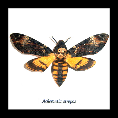 deaths head moth silence of the lambs acherontia atropos