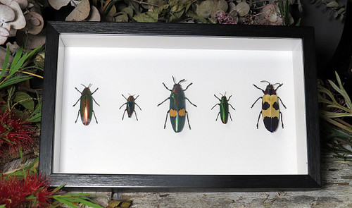 Jewel beetle 5 