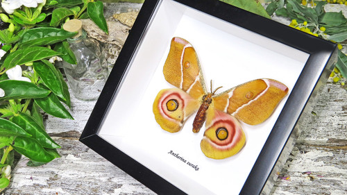Moth framed Bits & Bugs 