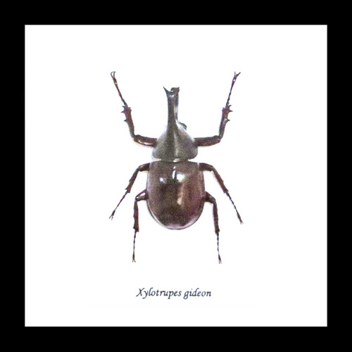 Australian Rhino beetle Xylotrupes gideon Bits & Bugs 