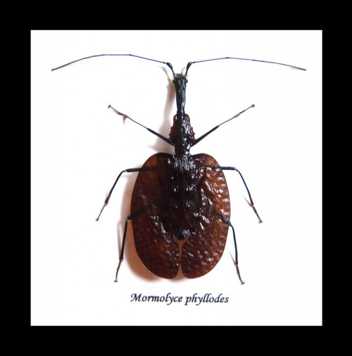 Violin beetle Mormolyce phyllodes real insect Bits and Bugs