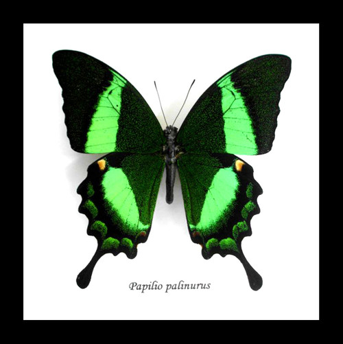 Papilio palinurus Bits & Bugs