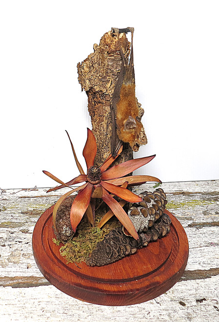 Dome  Bat # 2  ( LOCAL PICK UP ONLY )