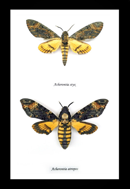 Deaths Head Hawk Moths Silence of the Lambs moth