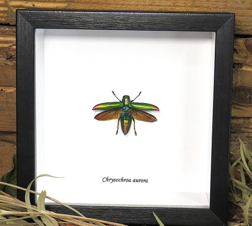 Chrysochroa aurora