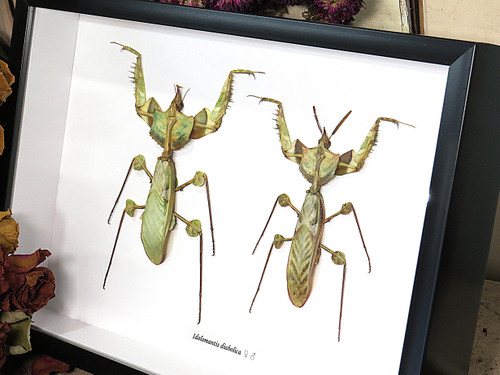 Idolomantis diabolica Devils Mantis Male + Female