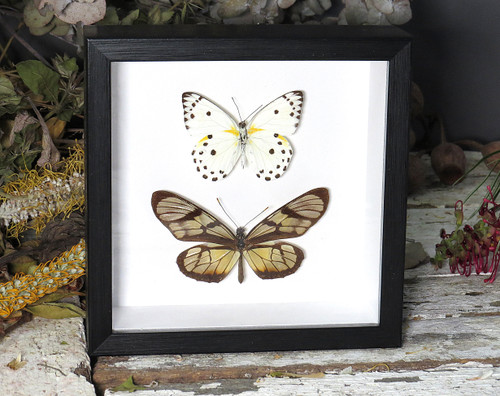 Thyridia psidii + Belenois calypso