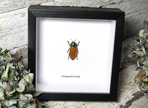 Temognatha brucki - Bits and Bugs