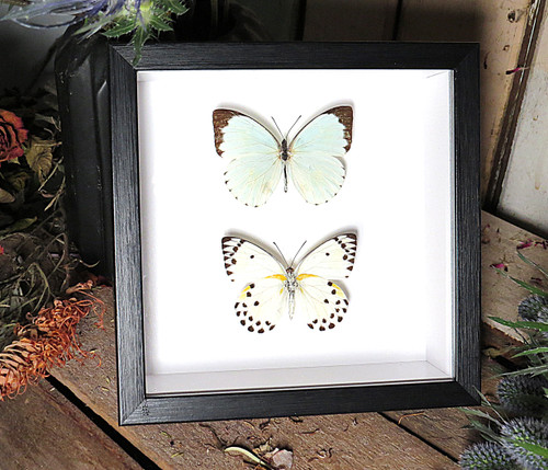 Belenois calypso + Nepheronia thalassina