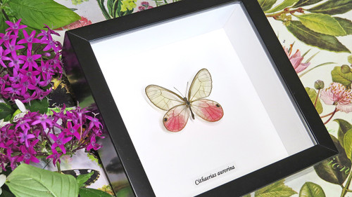 butterfly glasswing Cithaerias aurorina Bits & Bugs 