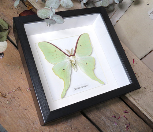 Actias dulcinea 