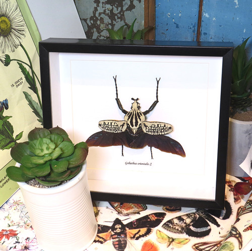 Goliathus orientalis