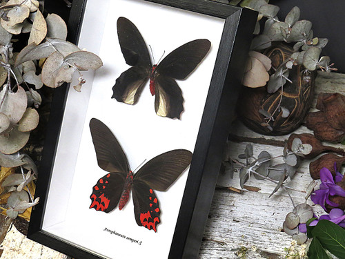 Atrophaneura semperi