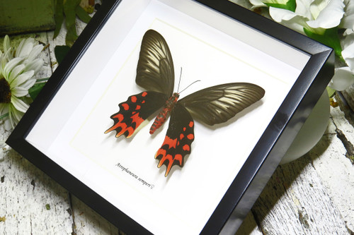 Atrophaneura semperi albofasciata