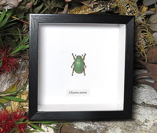 Chrysina aurora 