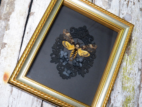 Acherontia atropos AKA Death's-head moth gold