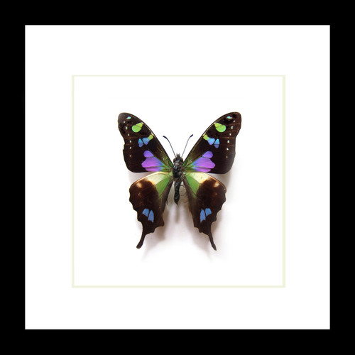 Butterfly species Graphium weiskei matt Bits&Bugs