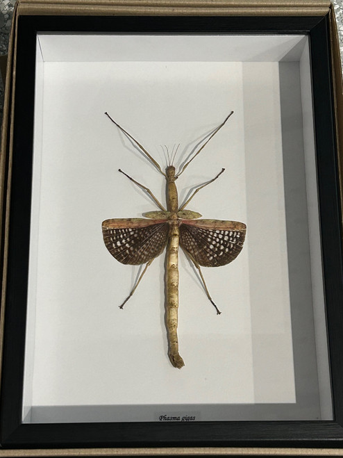 Phasma  # 6 ( special )