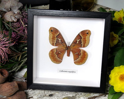 Callosamia angulifera