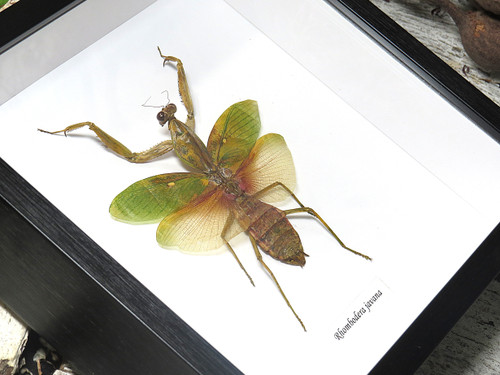 Rhombodera javana