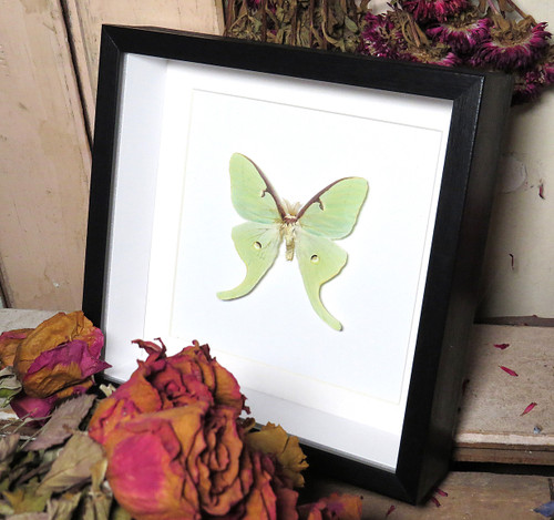 Actias luna male label back  # K ( special  )