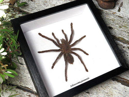 Selenocosmia javanensis