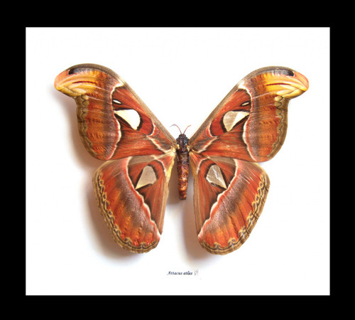 Attacus atlas  Bits & Bugs