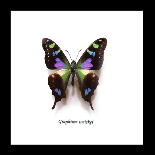 Real butterfly framed Graphium weiskei Bits&Bugs 