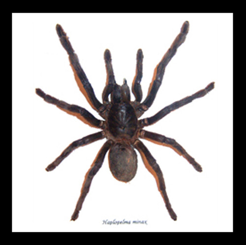 spider arachnid framed spider for sale Australia Haplopelma minax Bits & Bugs