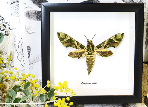 saturnid sphinx moth Africa Daphnis nerii   Bits & Bugs