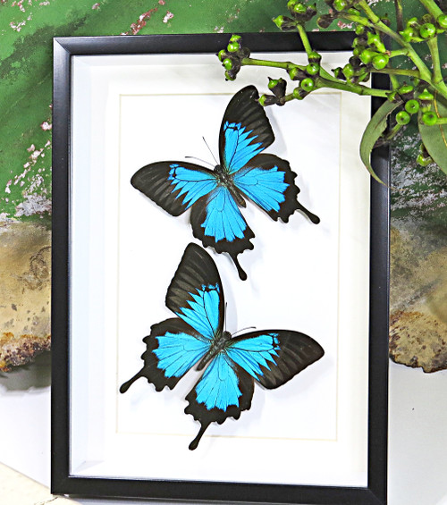 Australian butterfly Bits & Bugs Papilio ulysses