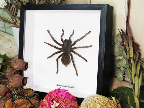 Acanthoscurria insubtilis