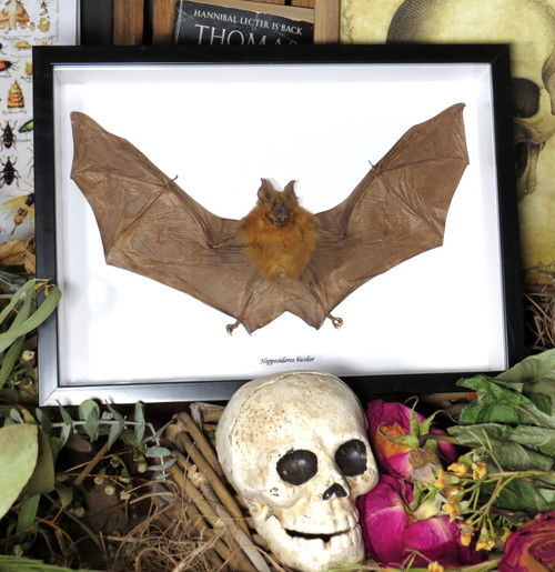 Hipposideros bicolor 