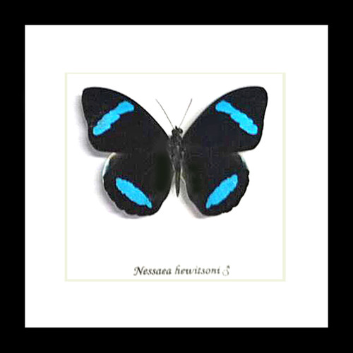 Nessaea hewitsoni butterfly Bits&Bugs 