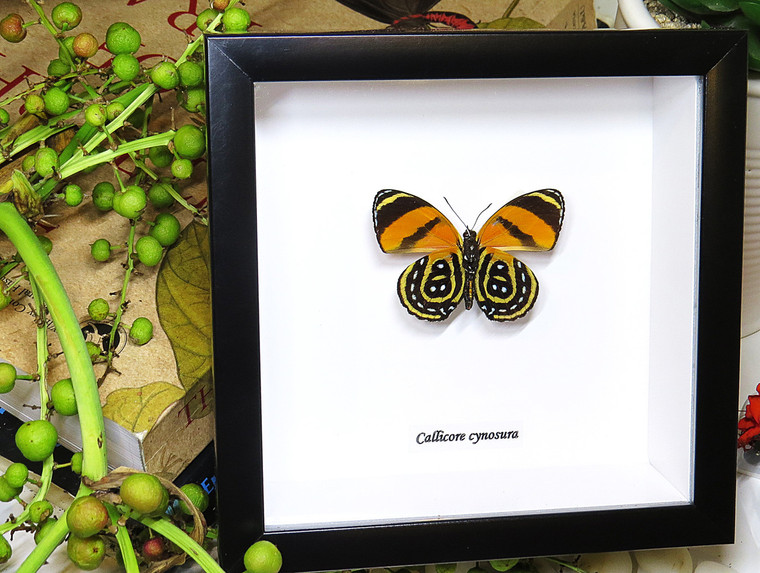 butterflies for sale Callicore cynosura  Bits and Bugs