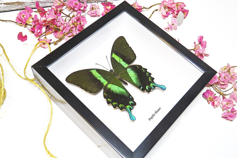 home decor design taxidermy butterfly for sale Papilio blumei Bits & Bugs