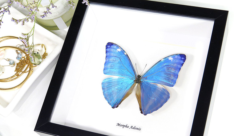 Morpho adonis