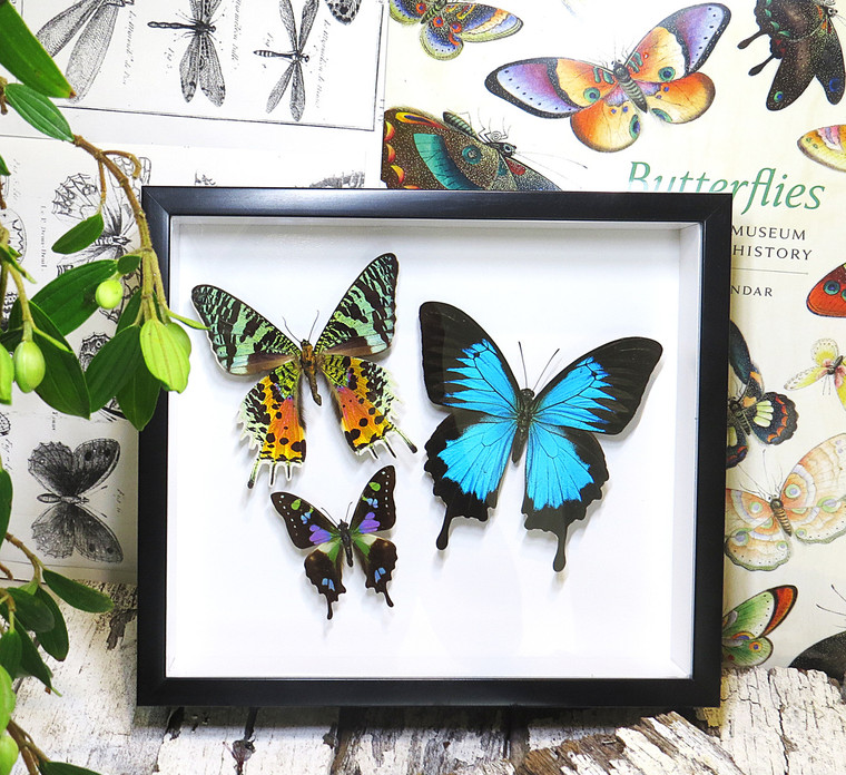 design Bits & Bugs moth for sale blue butterfly lepidopterahome decor interior design 