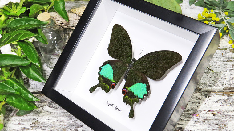 Framed butterfly Papilio karna Bits & Bugs