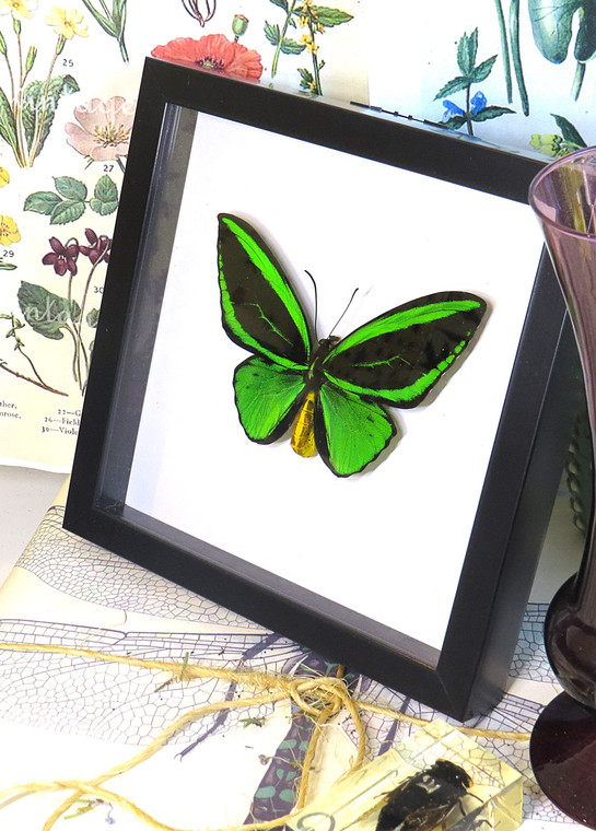 Ornithoptera priamus poseidon