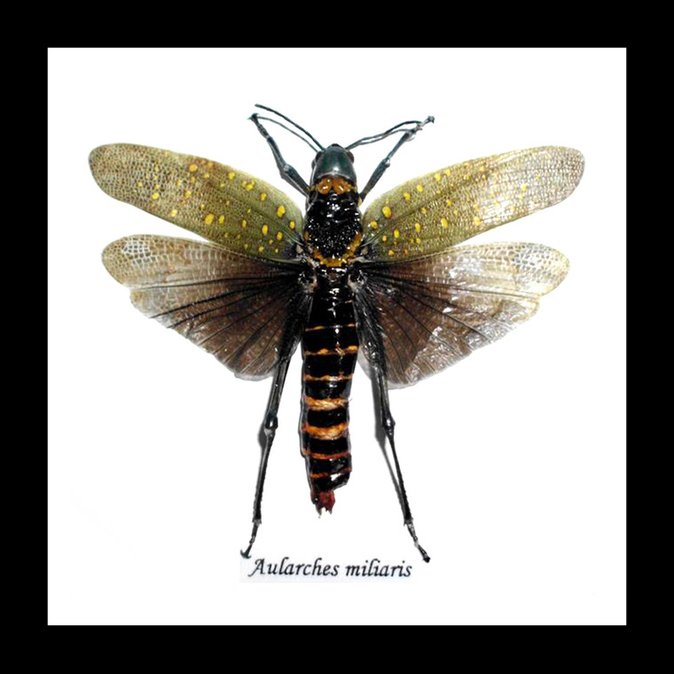 Aularches miliaris