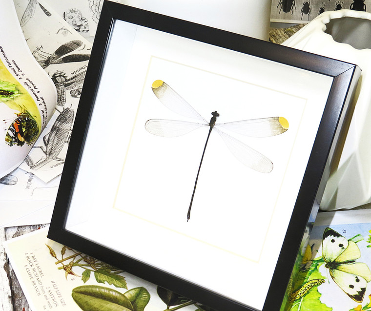 dragonfly for sale  Microstigma rotundatum  Bits and Bugs 