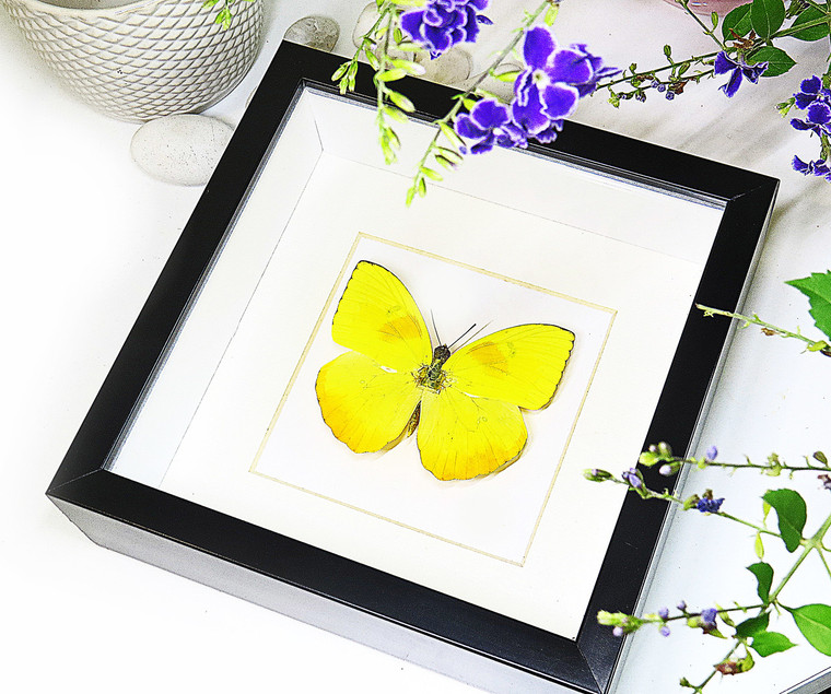 yellow lepidoptera Phoebis philea butterfly bitsandbugs