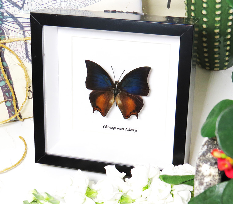 Charaxes mars dohertyi 