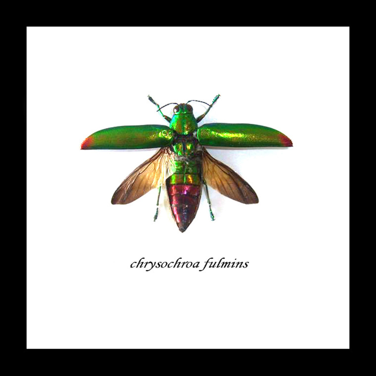 Chrysochroa fulminans Bits and Bugs 