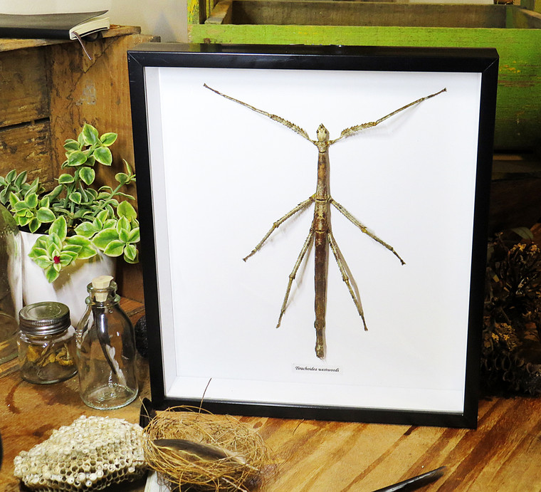 Tirachoidea westwoodi ( Gigantic)