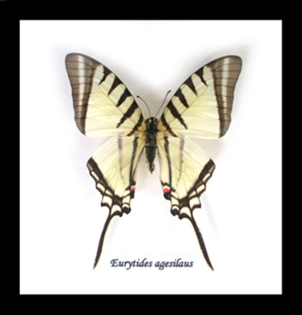 Real butterfly in shadowbox Eurytides agesilaus